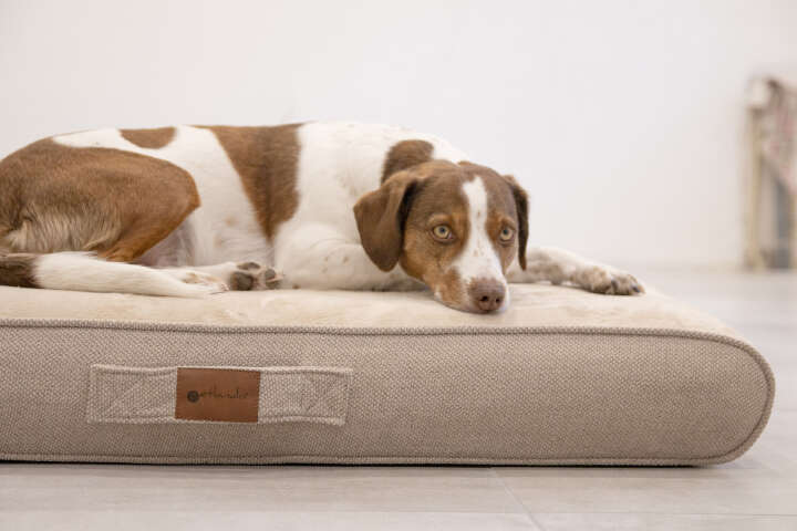 petlando Hundekissen Venezia Ortho